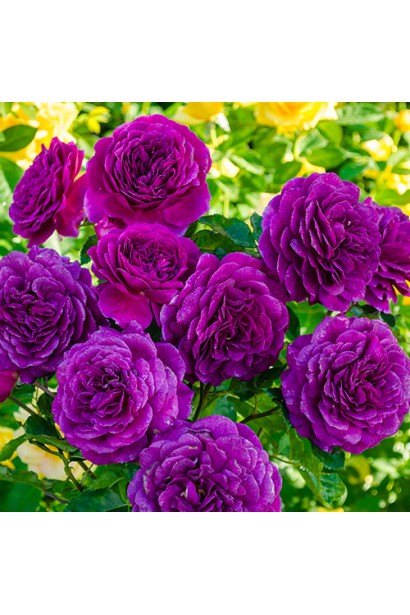 Цветущий куст роз Ebb Tide в саду